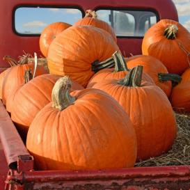 Big Max, Pumpkin