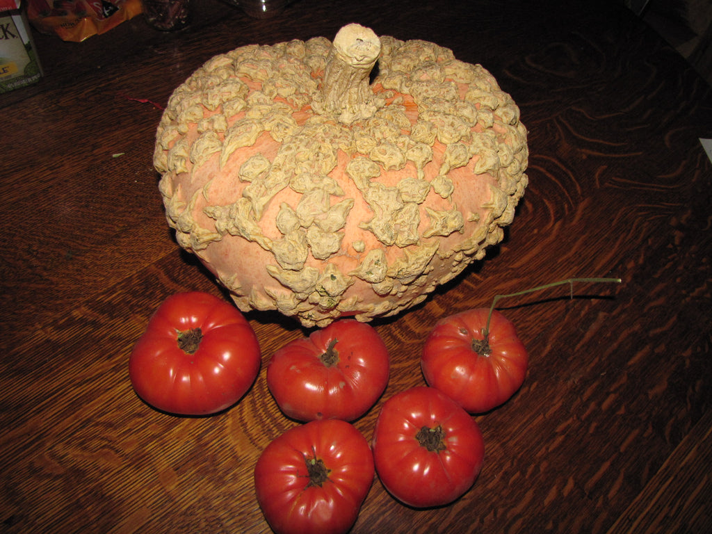 Galeuse d'Eysines, Pumpkin