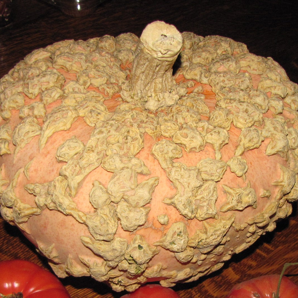 Galeuse d'Eysines, Pumpkin