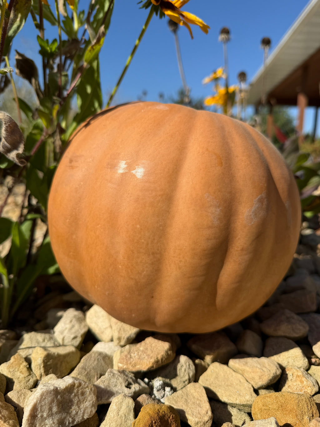 Long Island Big Cheese, Pumpkin