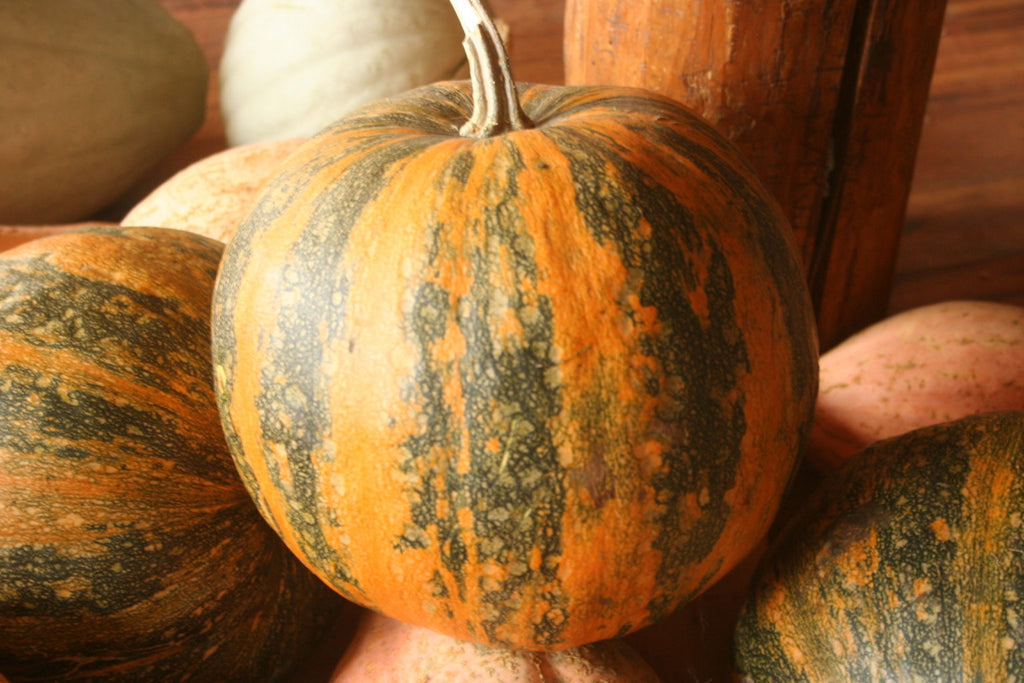 Olinka, Pumpkin