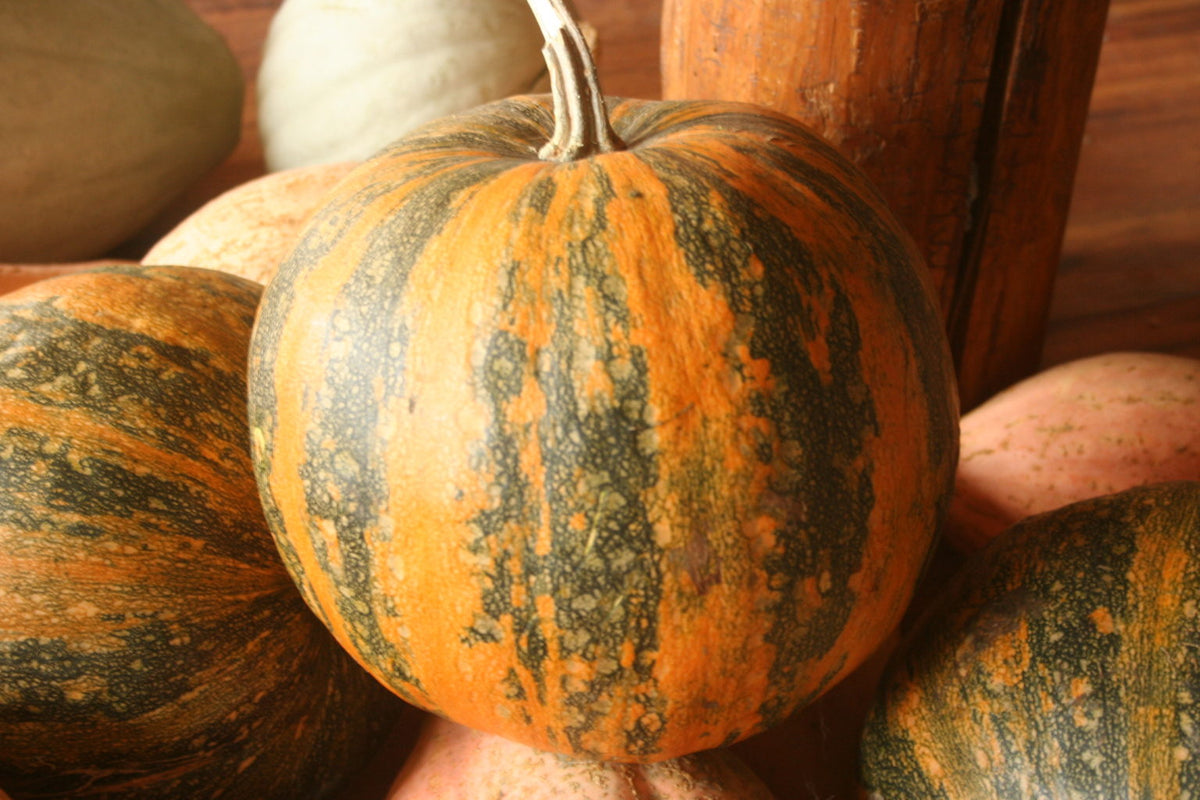 Olinka, Pumpkin