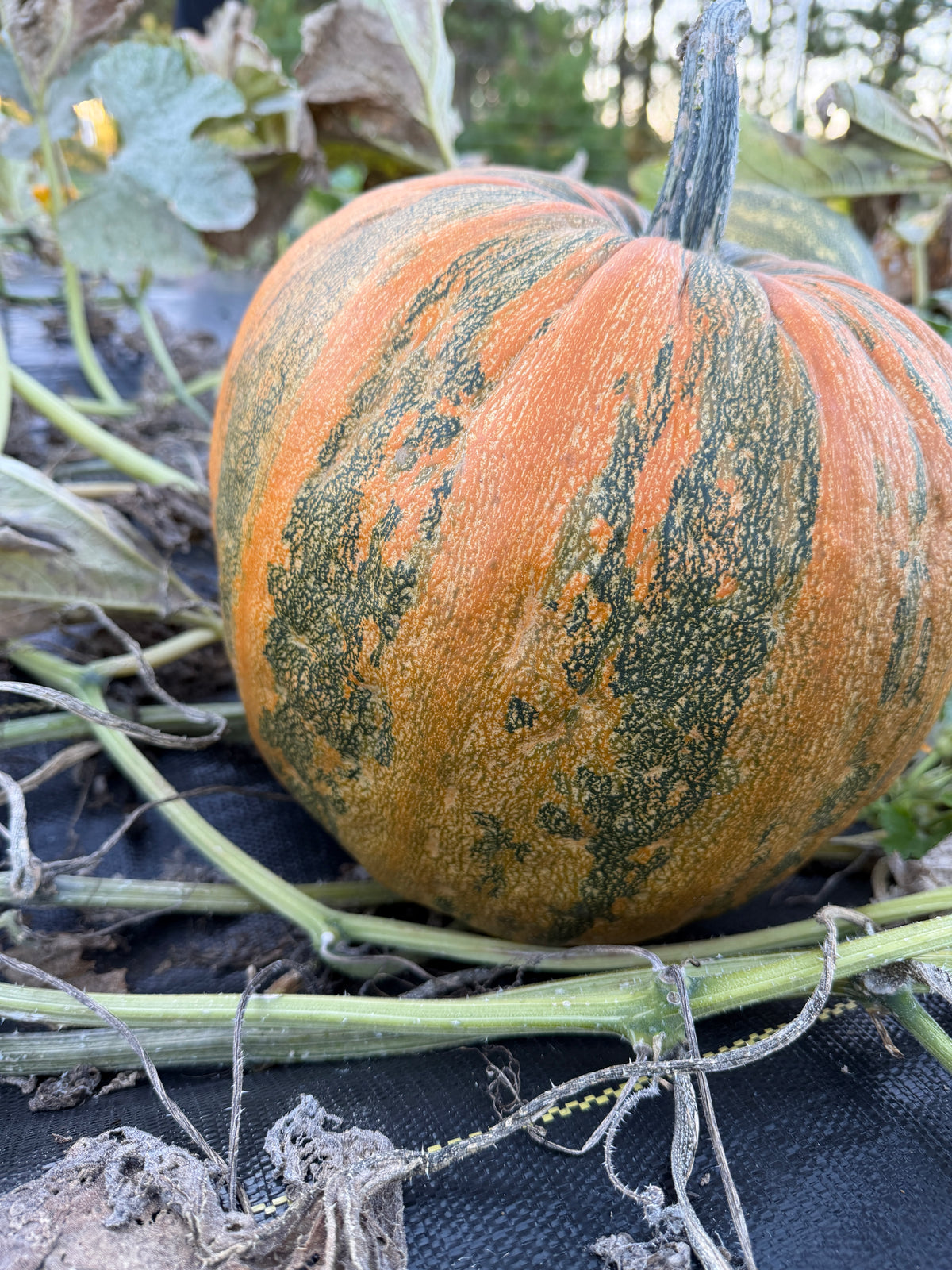 Olinka, Pumpkin