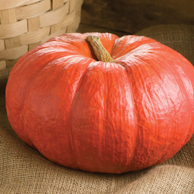 Rouge Vif d'Etampe (aka Cinderella), Pumpkin