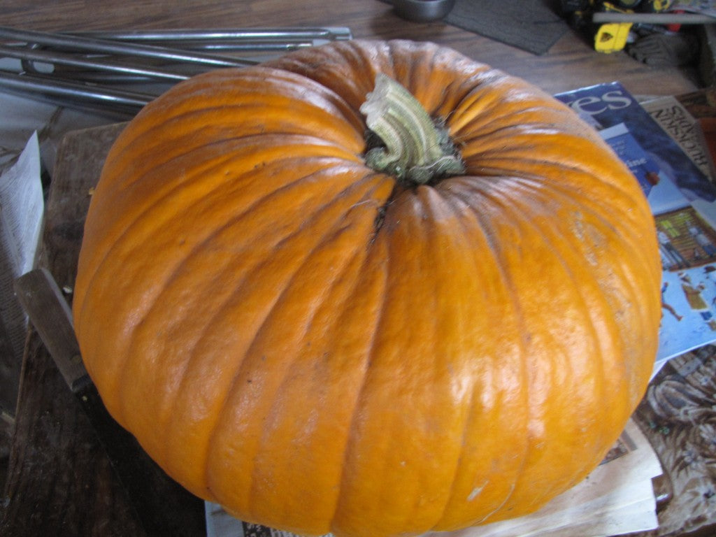 San Filipe, Pumpkin