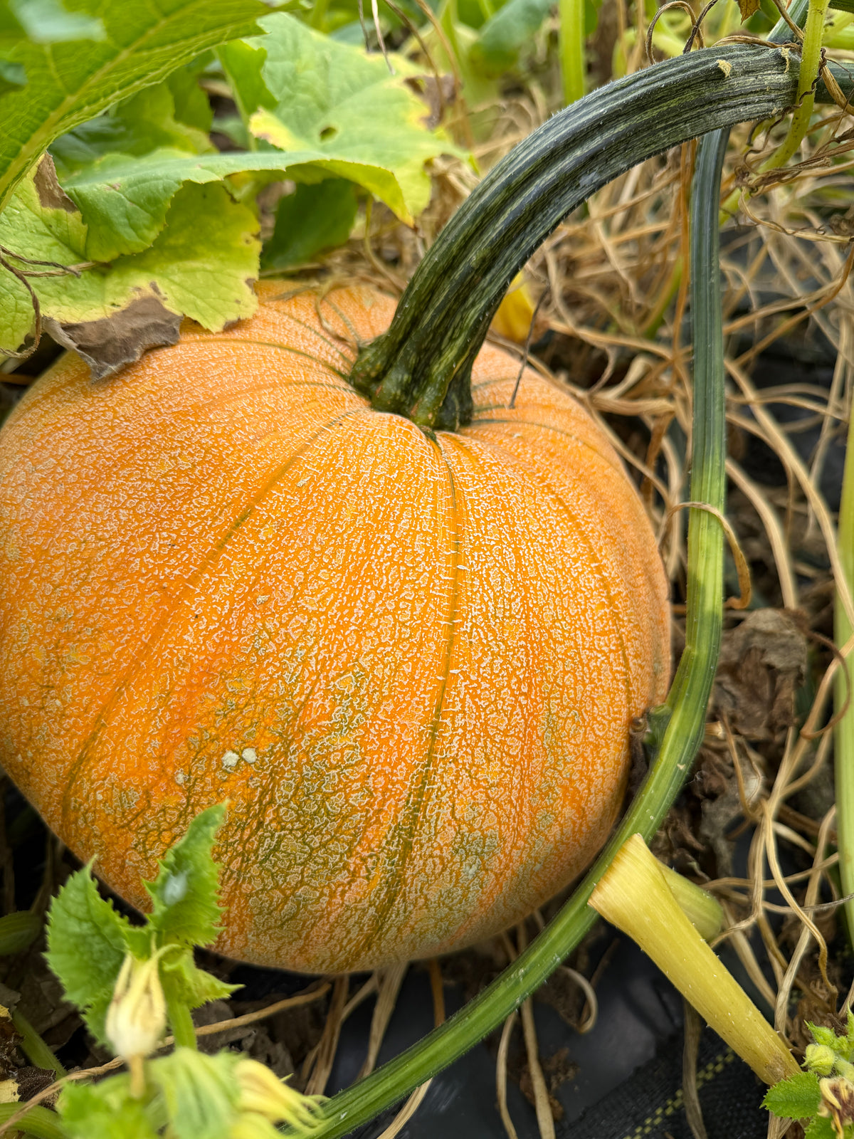 Winter Luxury, Pumpkin