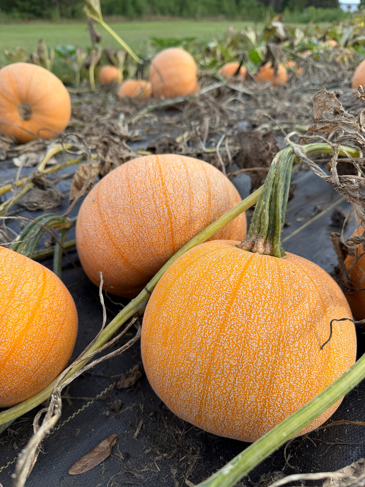 Winter Luxury, Pumpkin