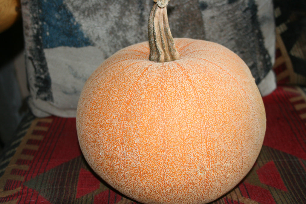 Winter Luxury, Pumpkin