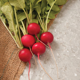 Champion, Radish
