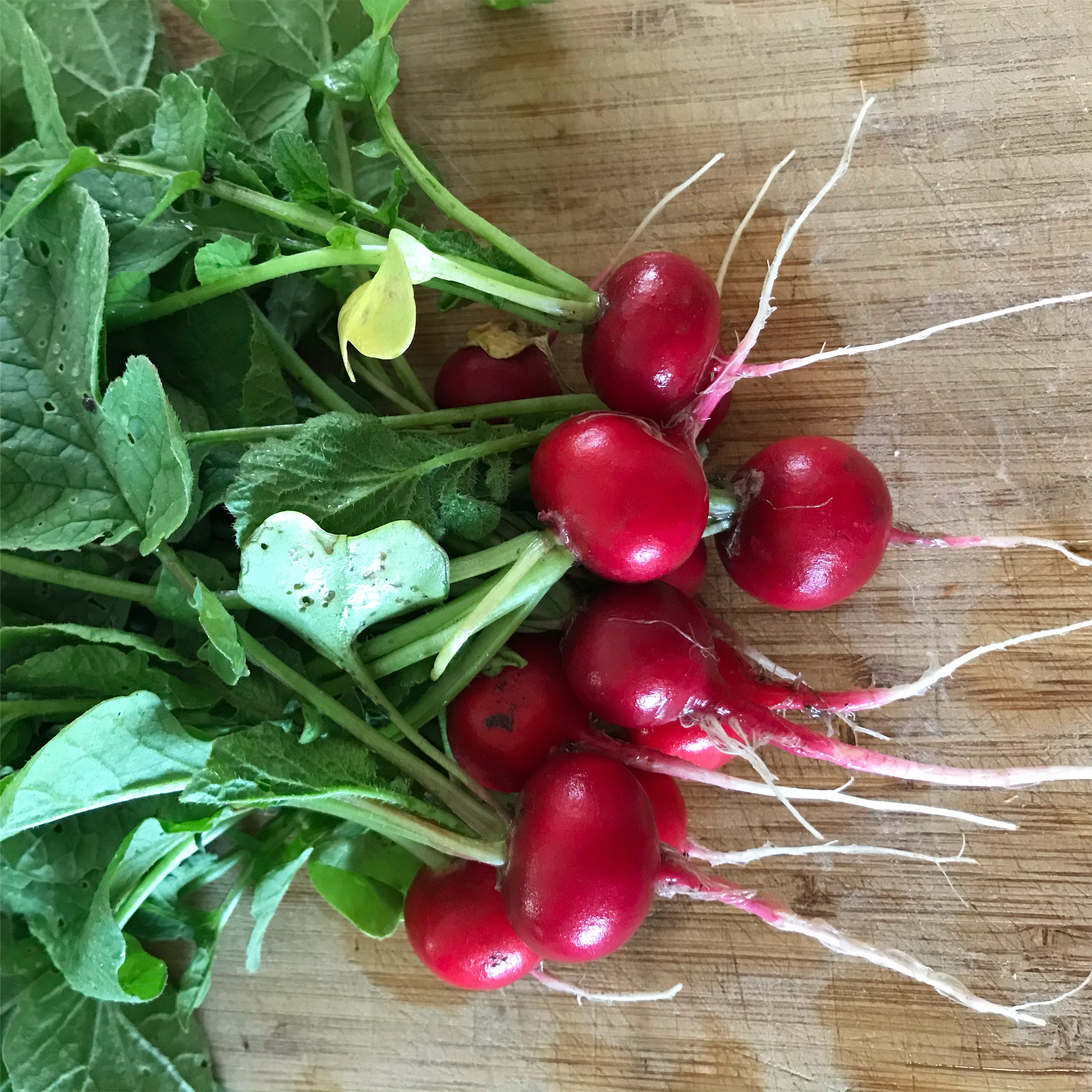 Cherry Belle, Radish