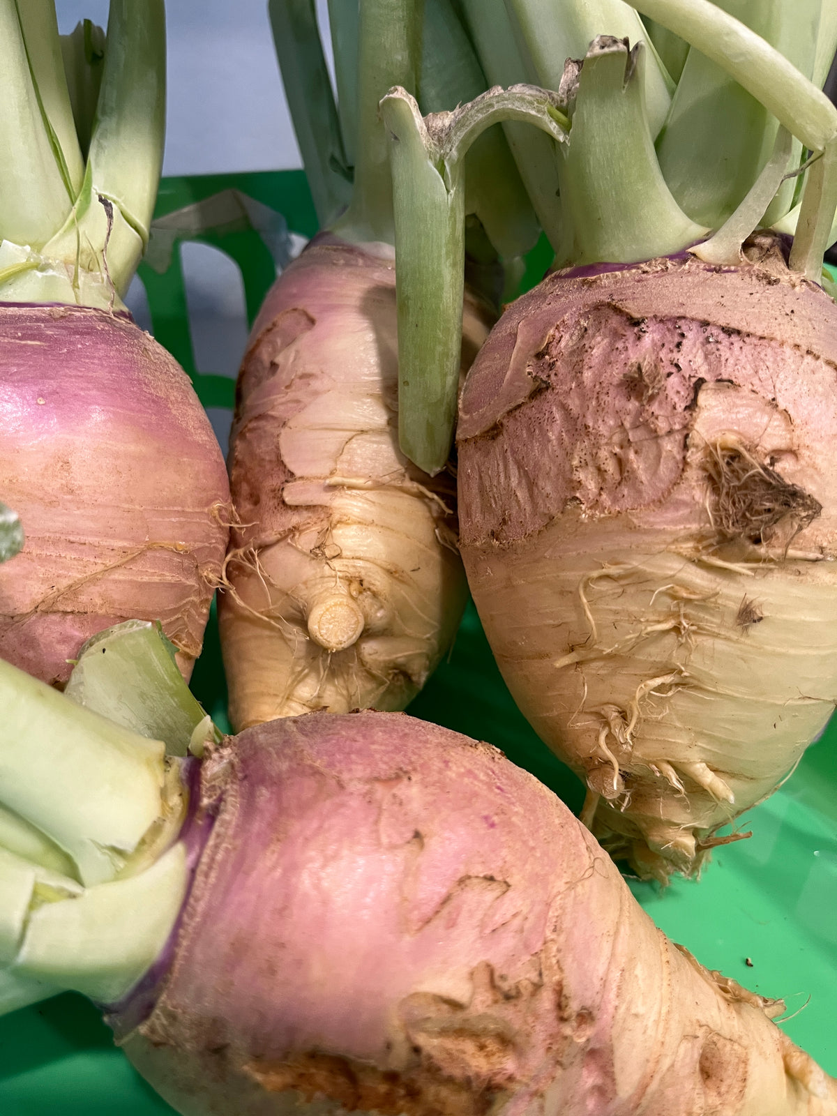 Laurentian, Rutabaga