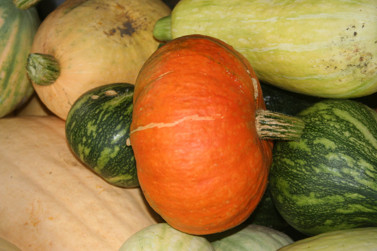 Arnie's Golden Buttercup, Squash