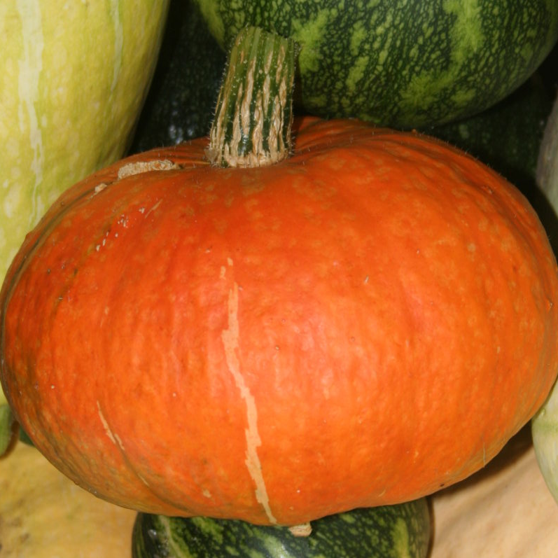 Arnie's Golden Buttercup, Squash