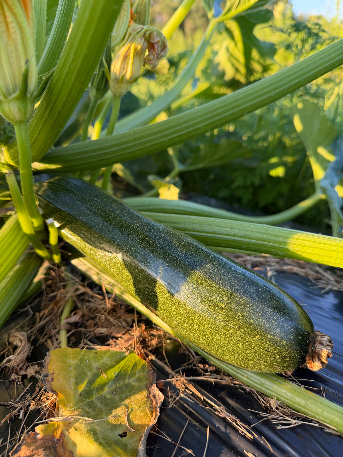 Black Zucchini, Squash