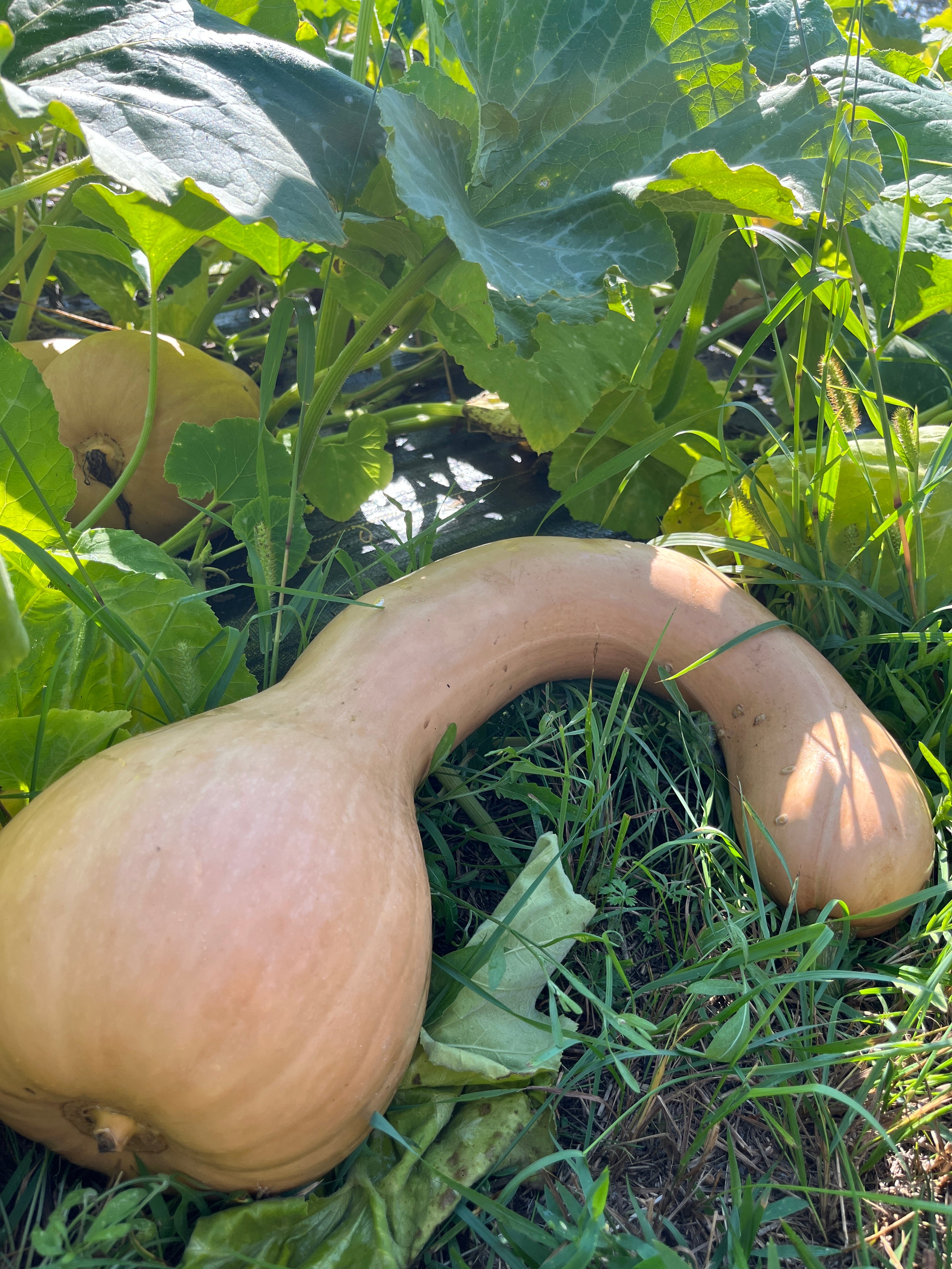 Canada Crookneck, Squash