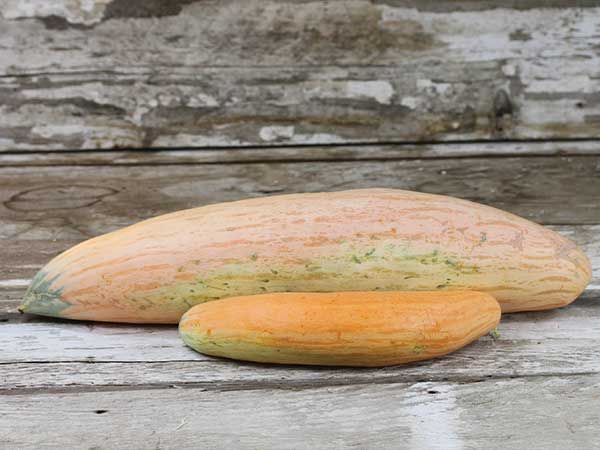 North Georgia Candy Roaster, Squash