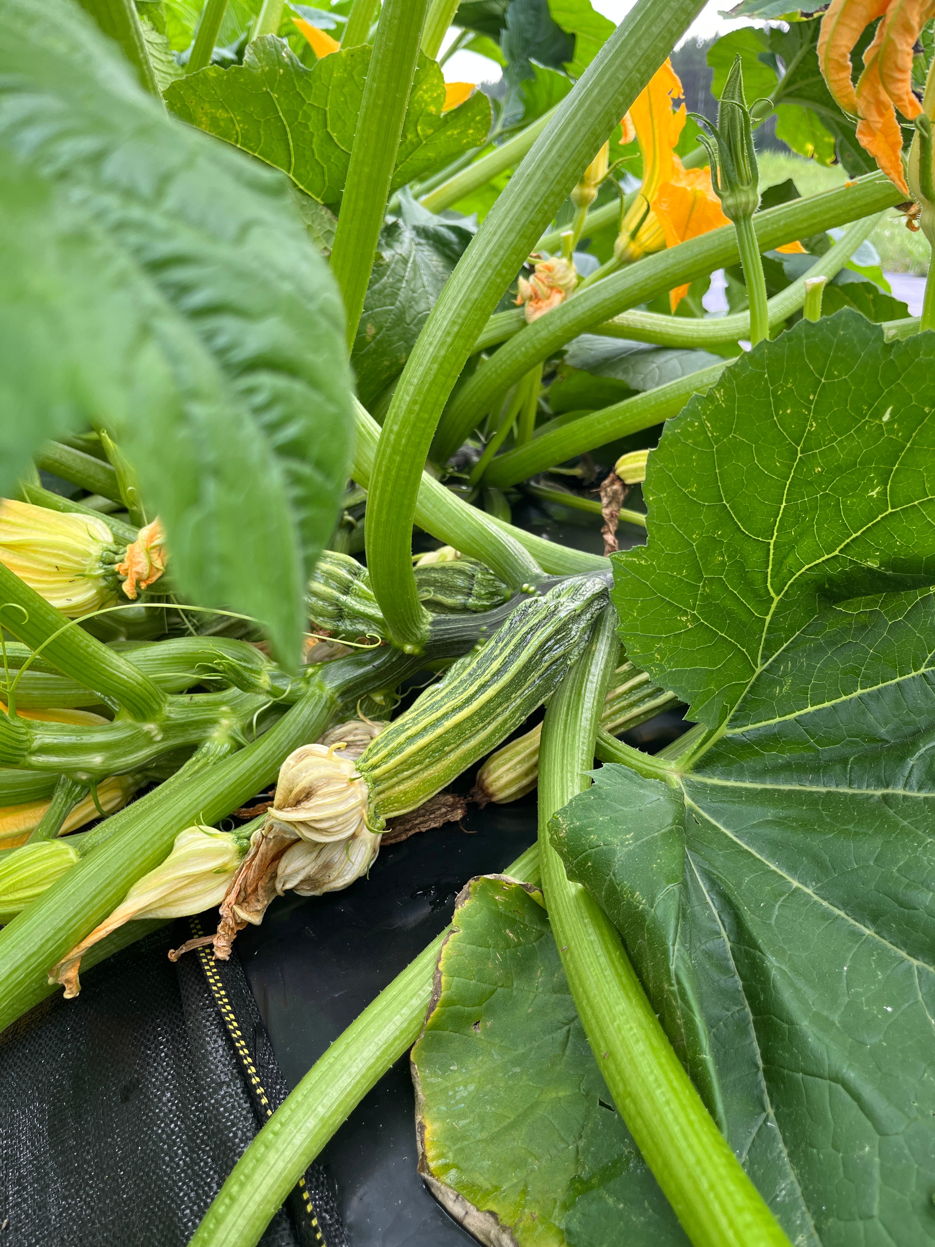 Costata Romanesco, Squash