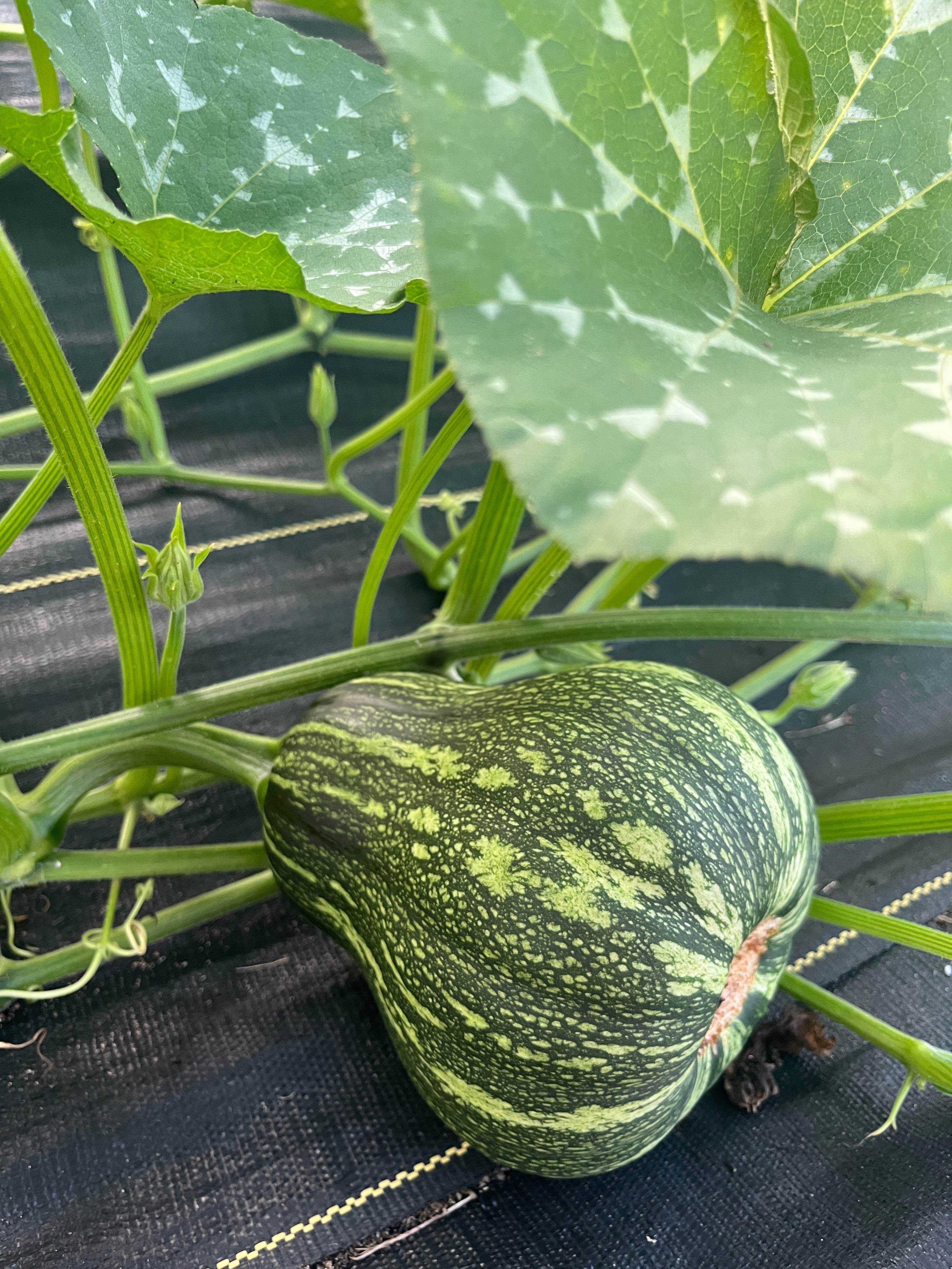 Gueramon Martinique, Squash