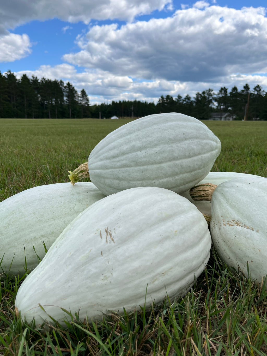 Hopi Pale Grey, Squash