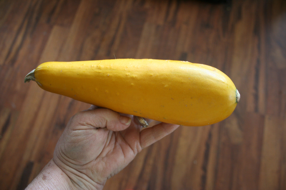 Ingot, Squash