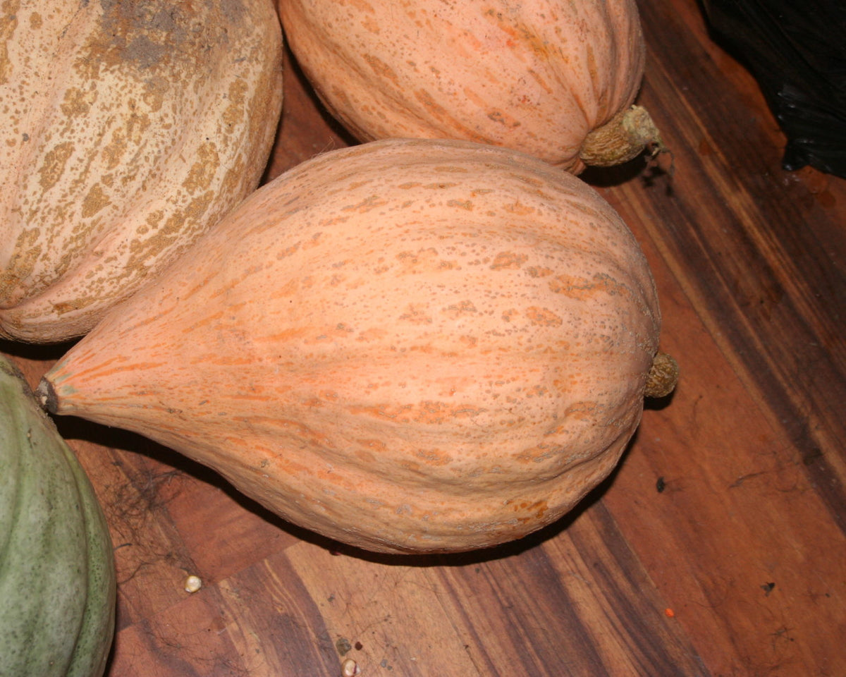 Sweet Fall, Squash