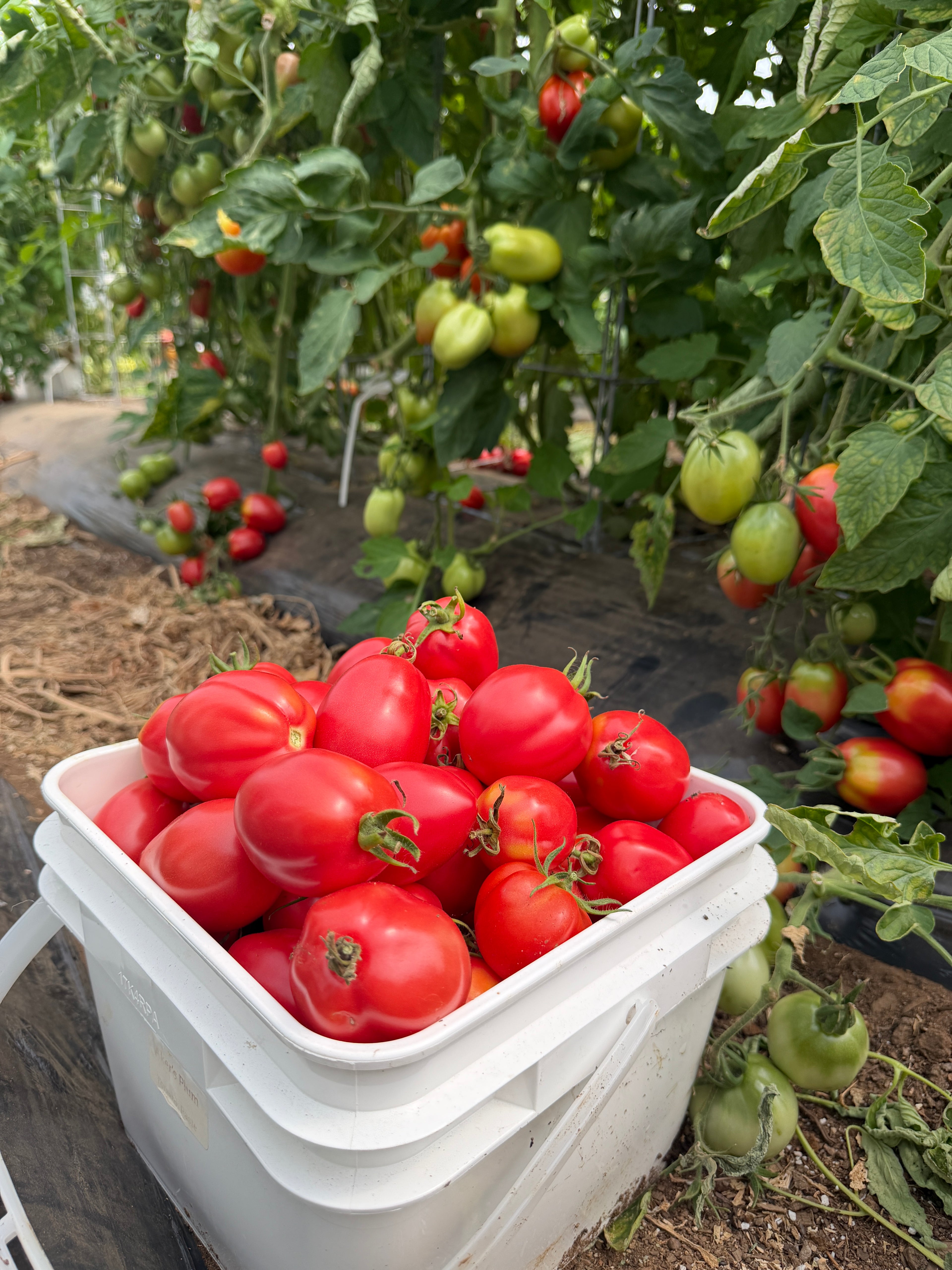 Akers Plum, Tomato