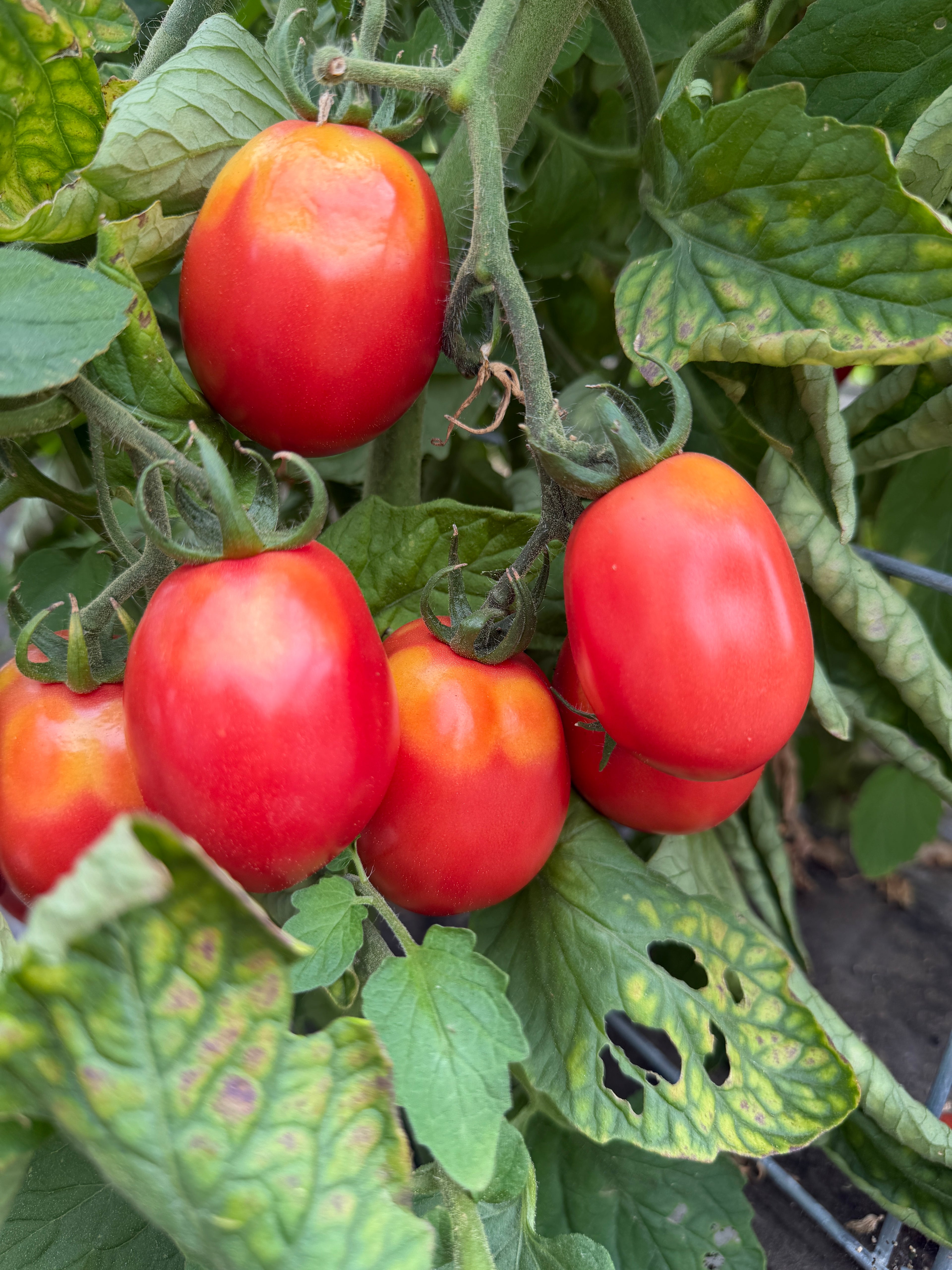 Akers Plum, Tomato