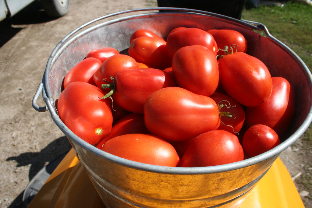 Akers Plum, Tomato