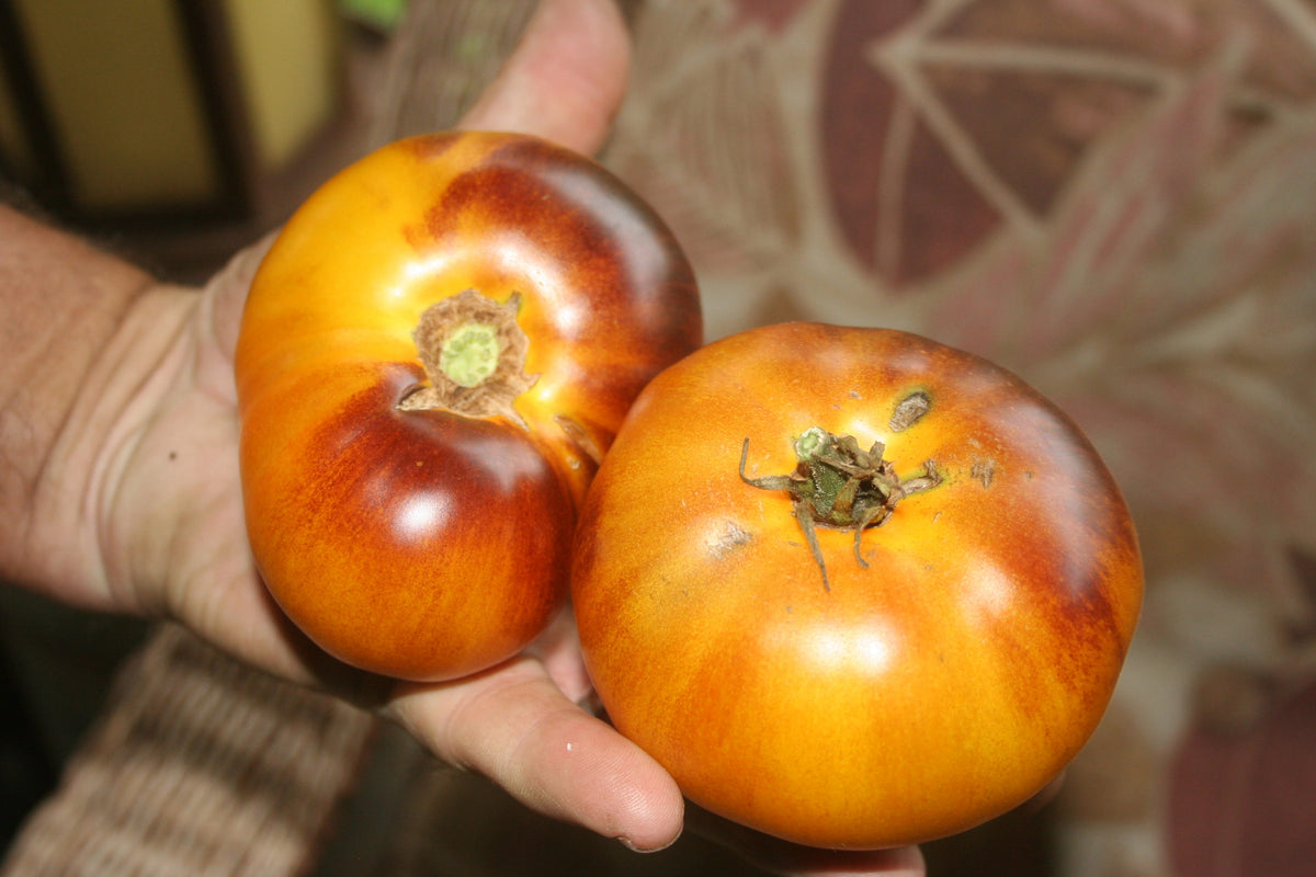 Alice's Dream, Tomato