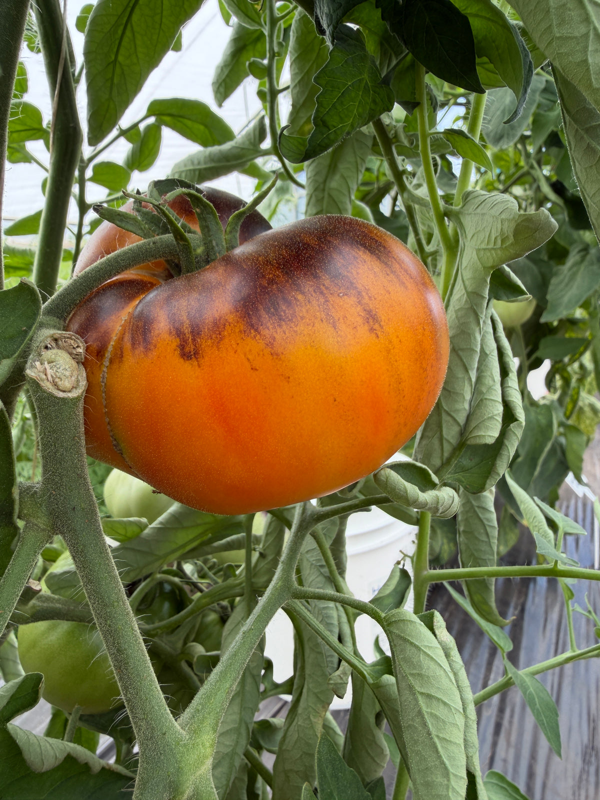 Alice's Dream, Tomato