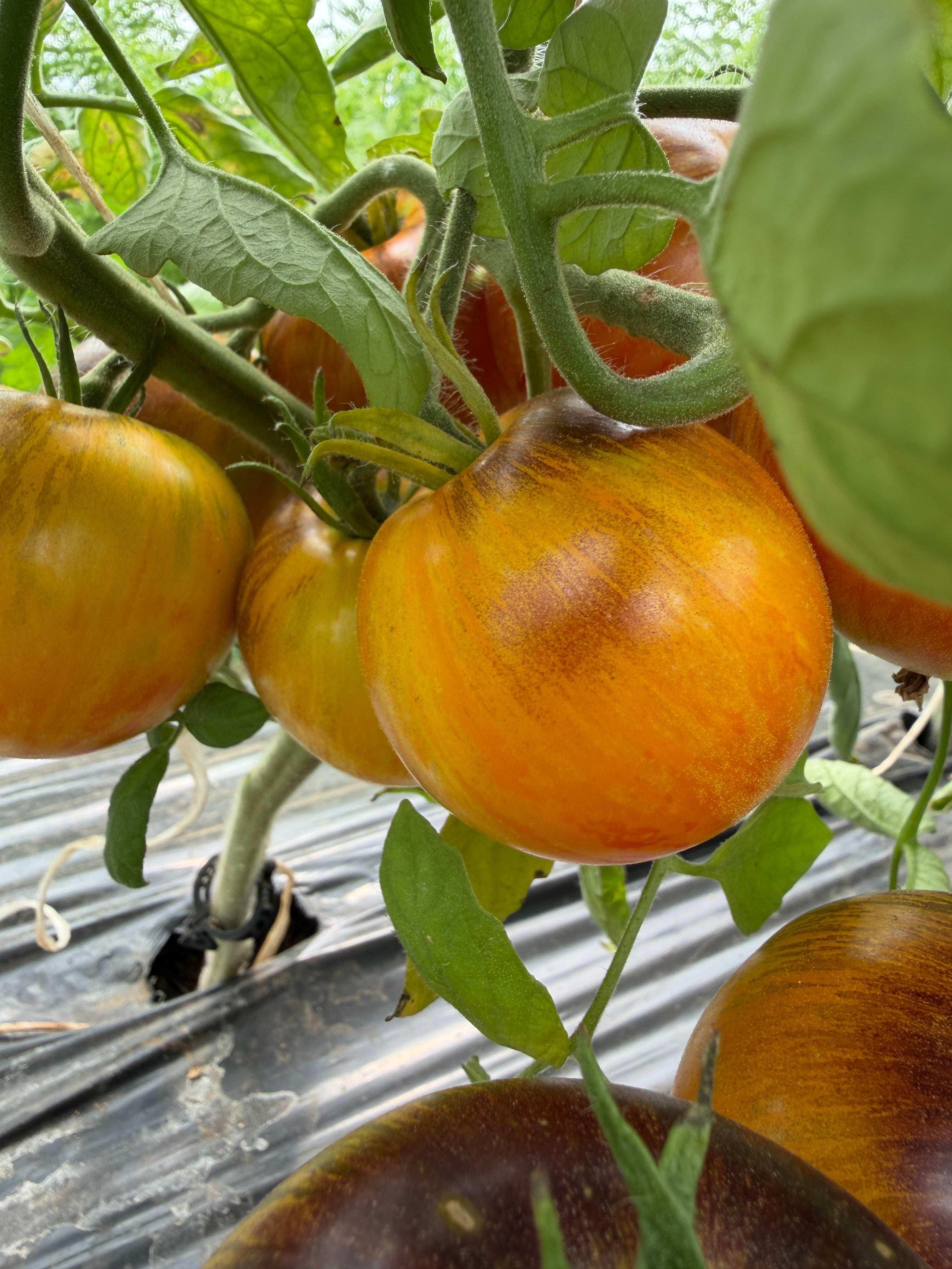 Alice's Dream, Tomato