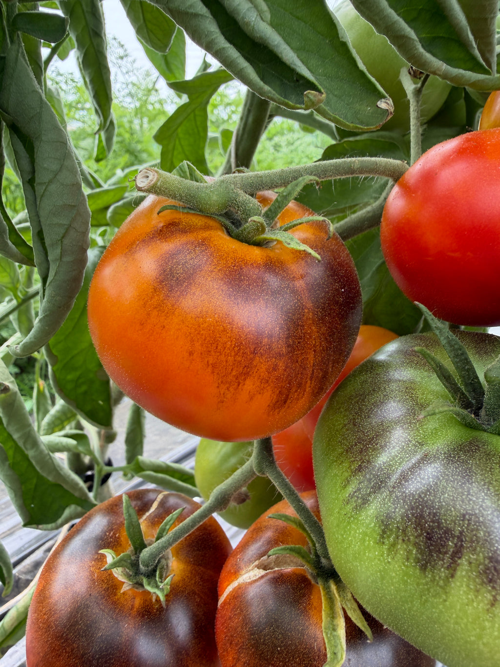 Alice's Dream, Tomato