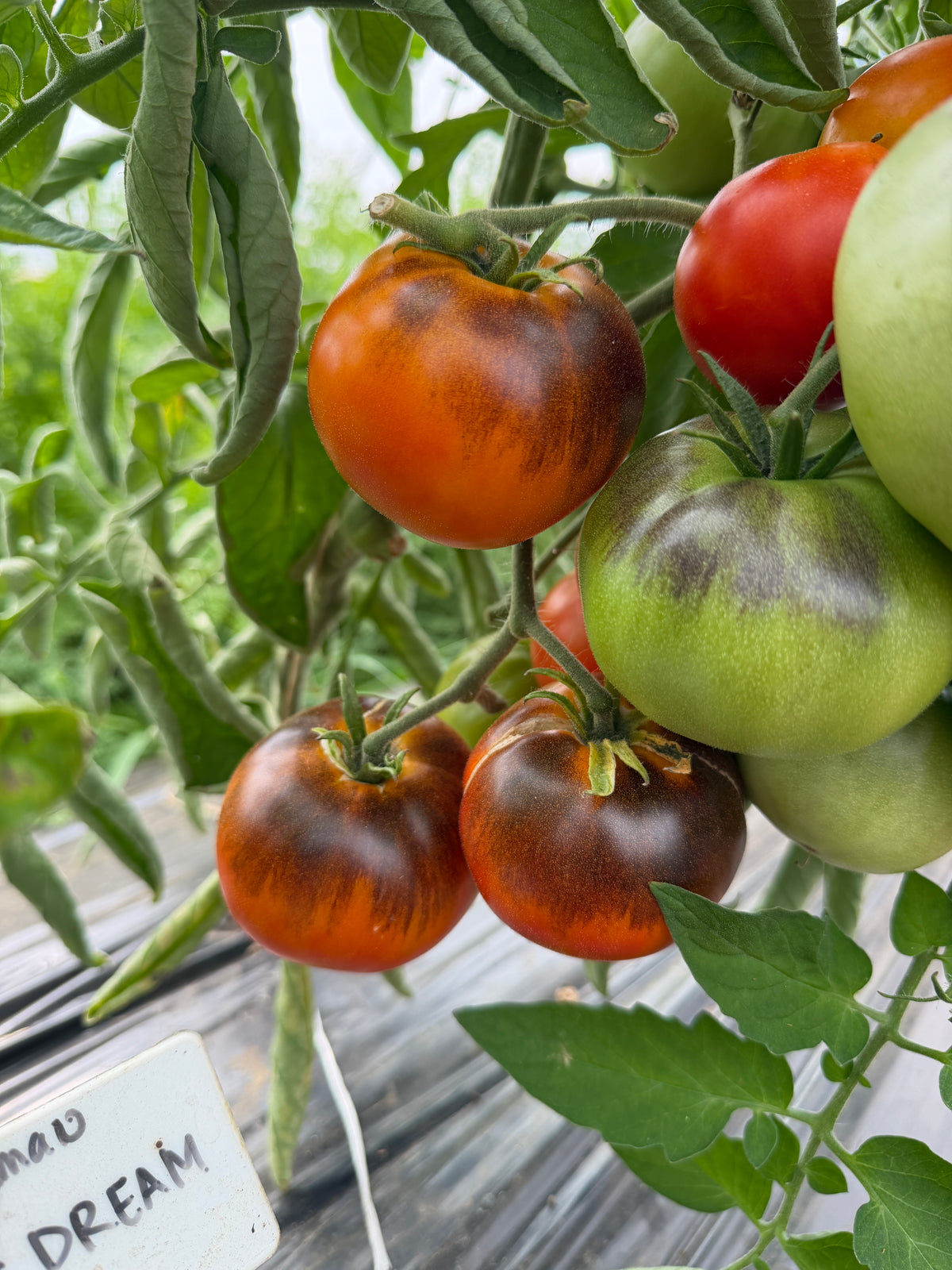 Alice's Dream, Tomato