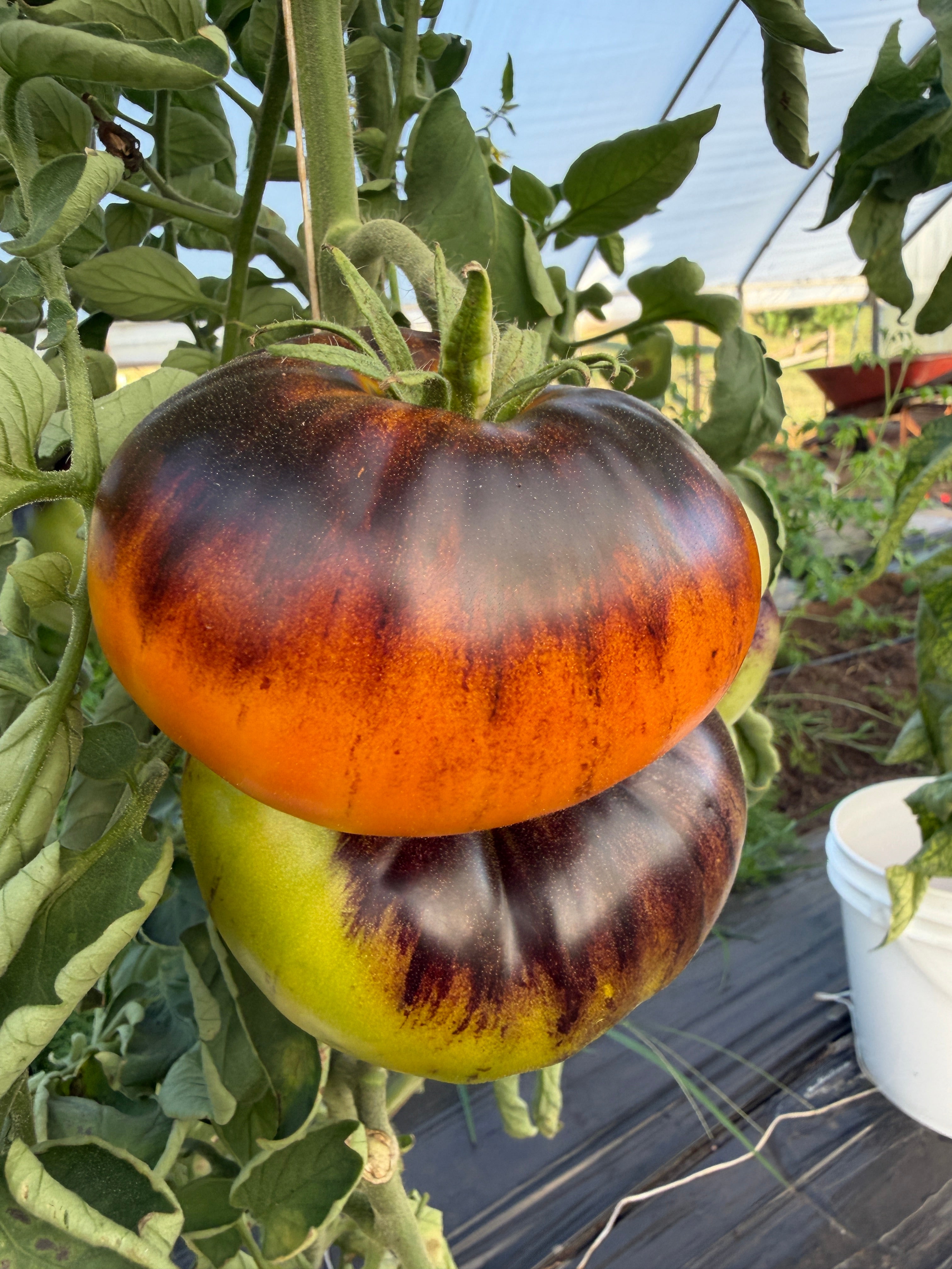 Alice's Dream, Tomato