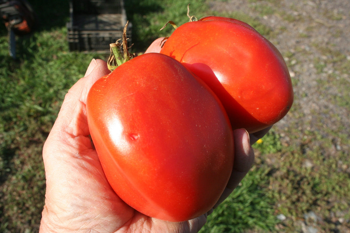 Amish Giant Paste, Tomato