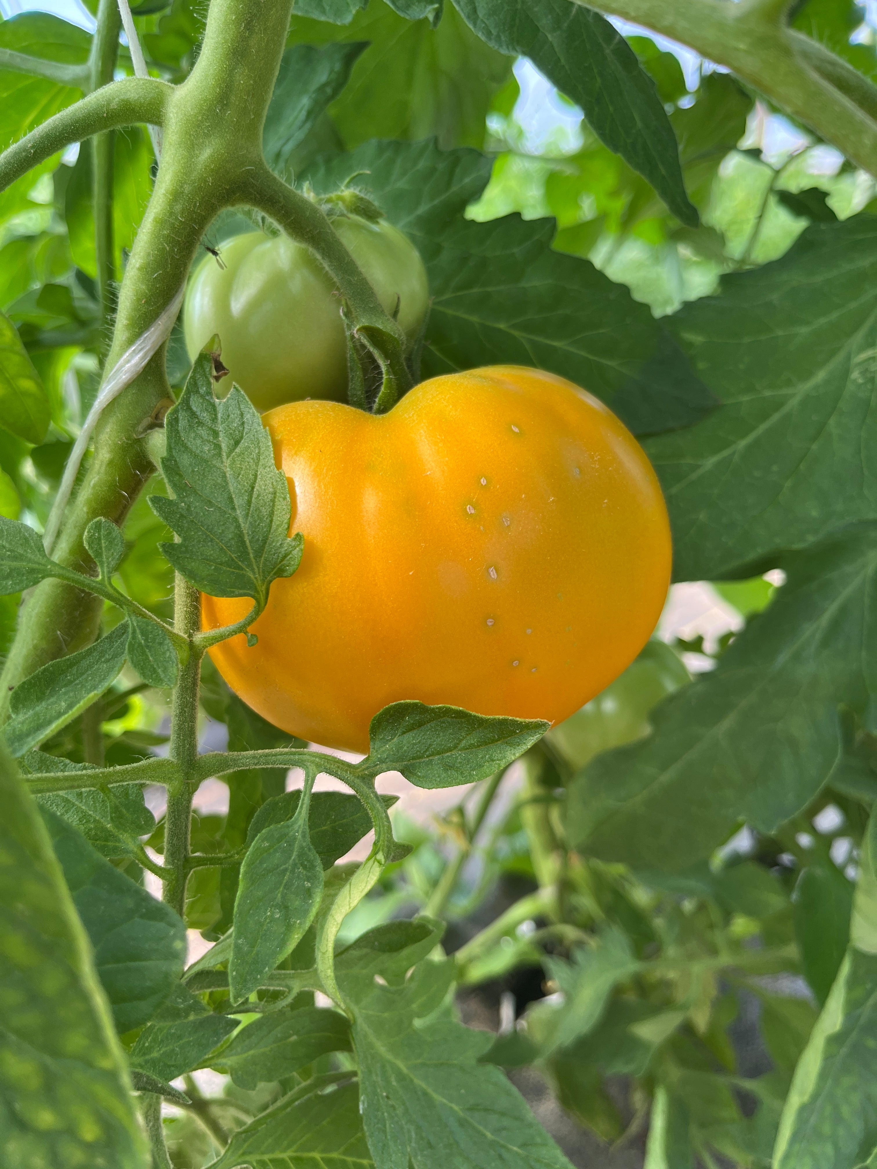 Amish Gold Slicer, Tomato