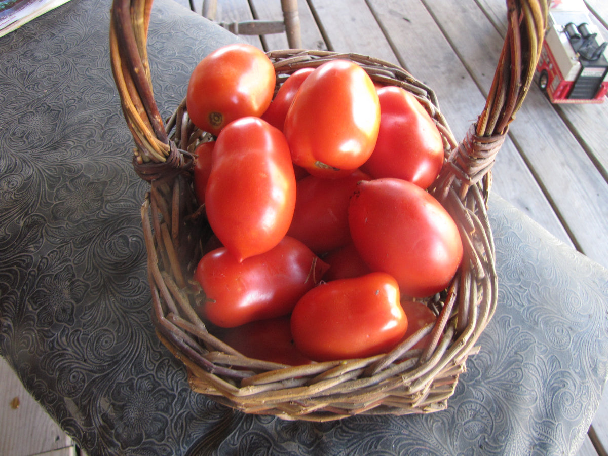 Andes Paste, Tomato