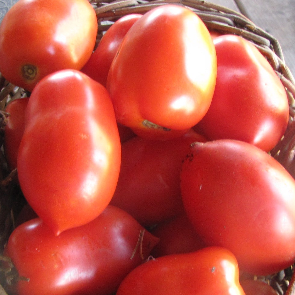 Andes Paste, Tomato
