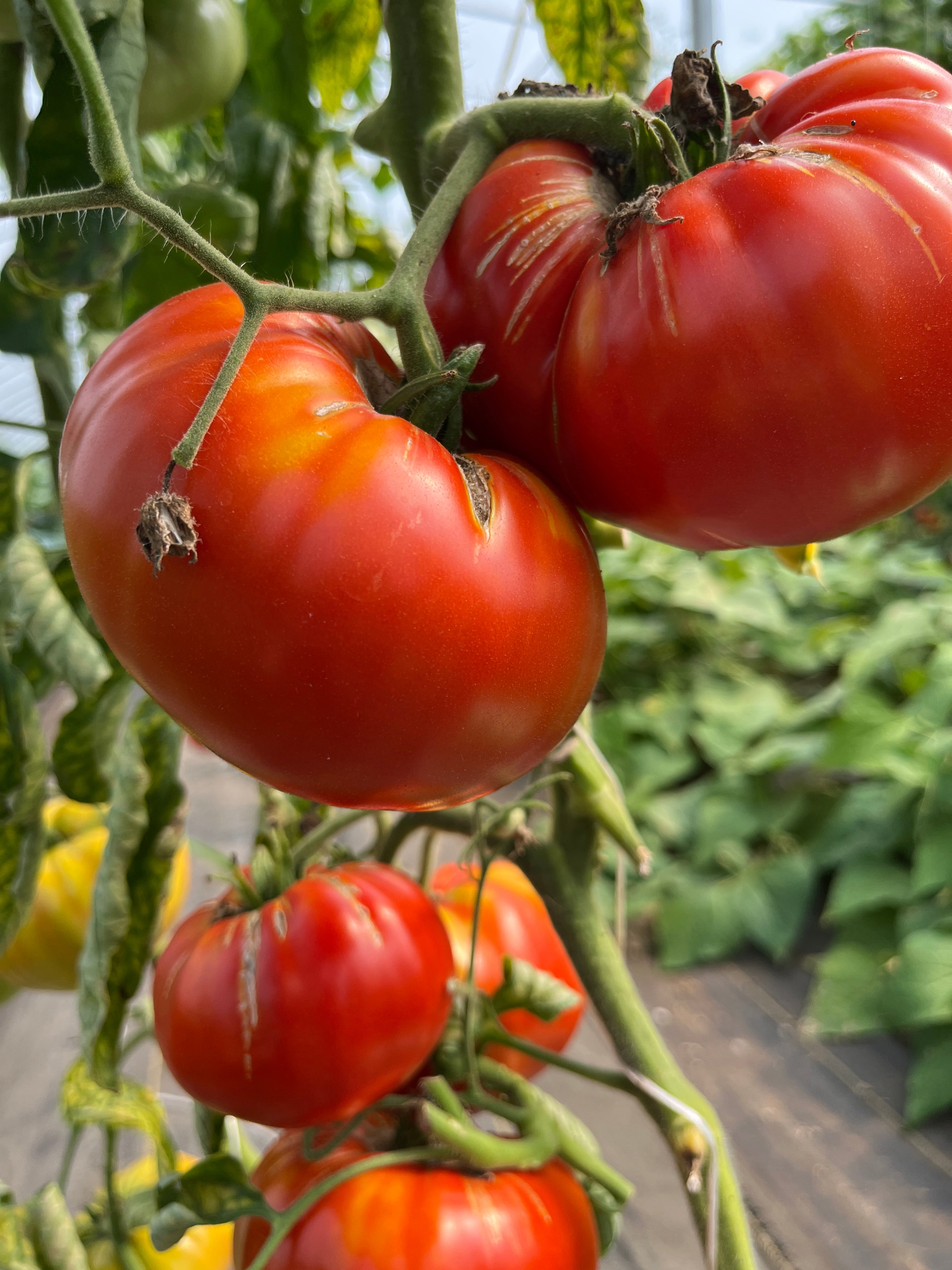 Andrew Rahart's Jumbo, Tomato