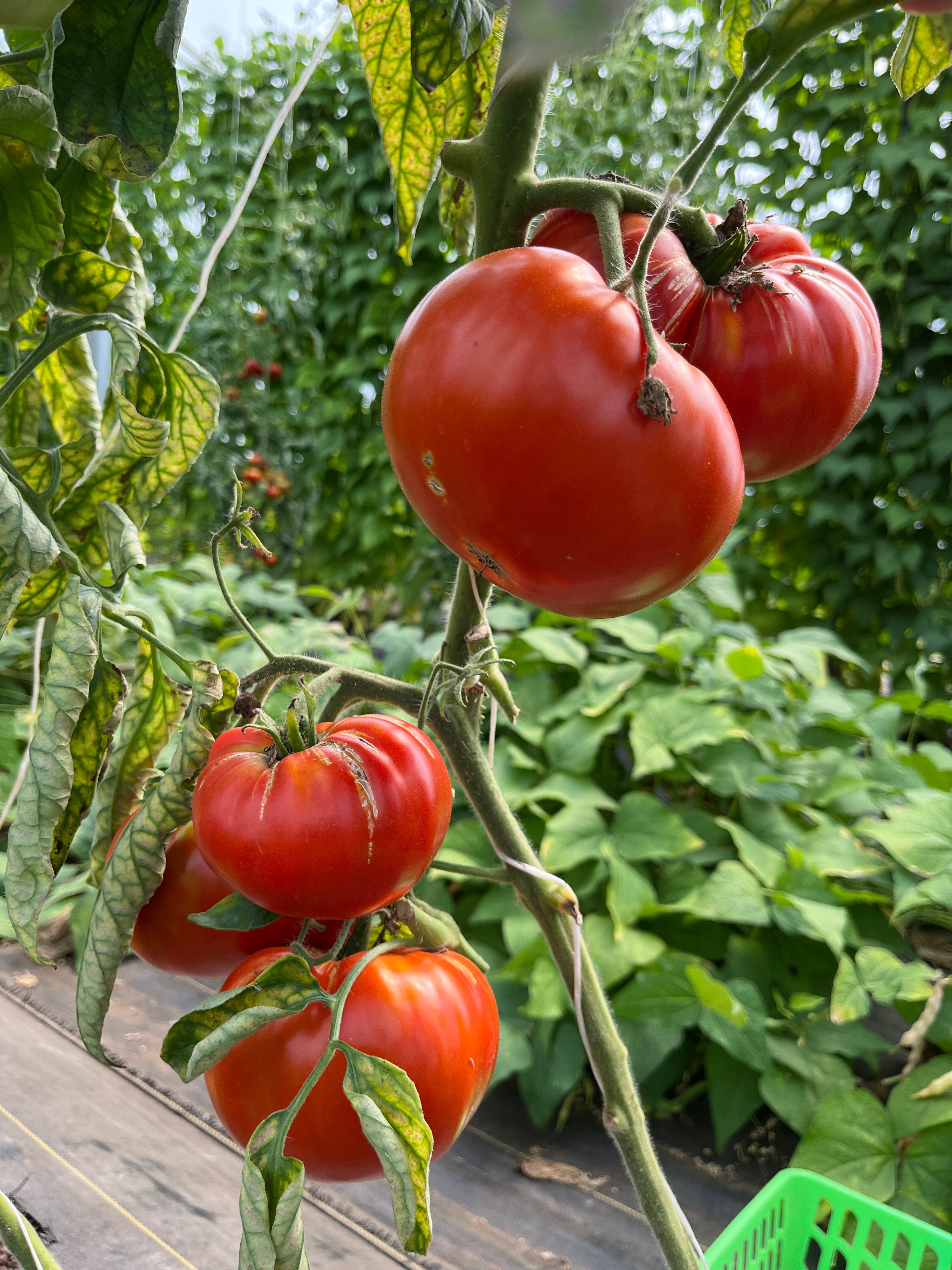 Andrew Rahart's Jumbo, Tomato