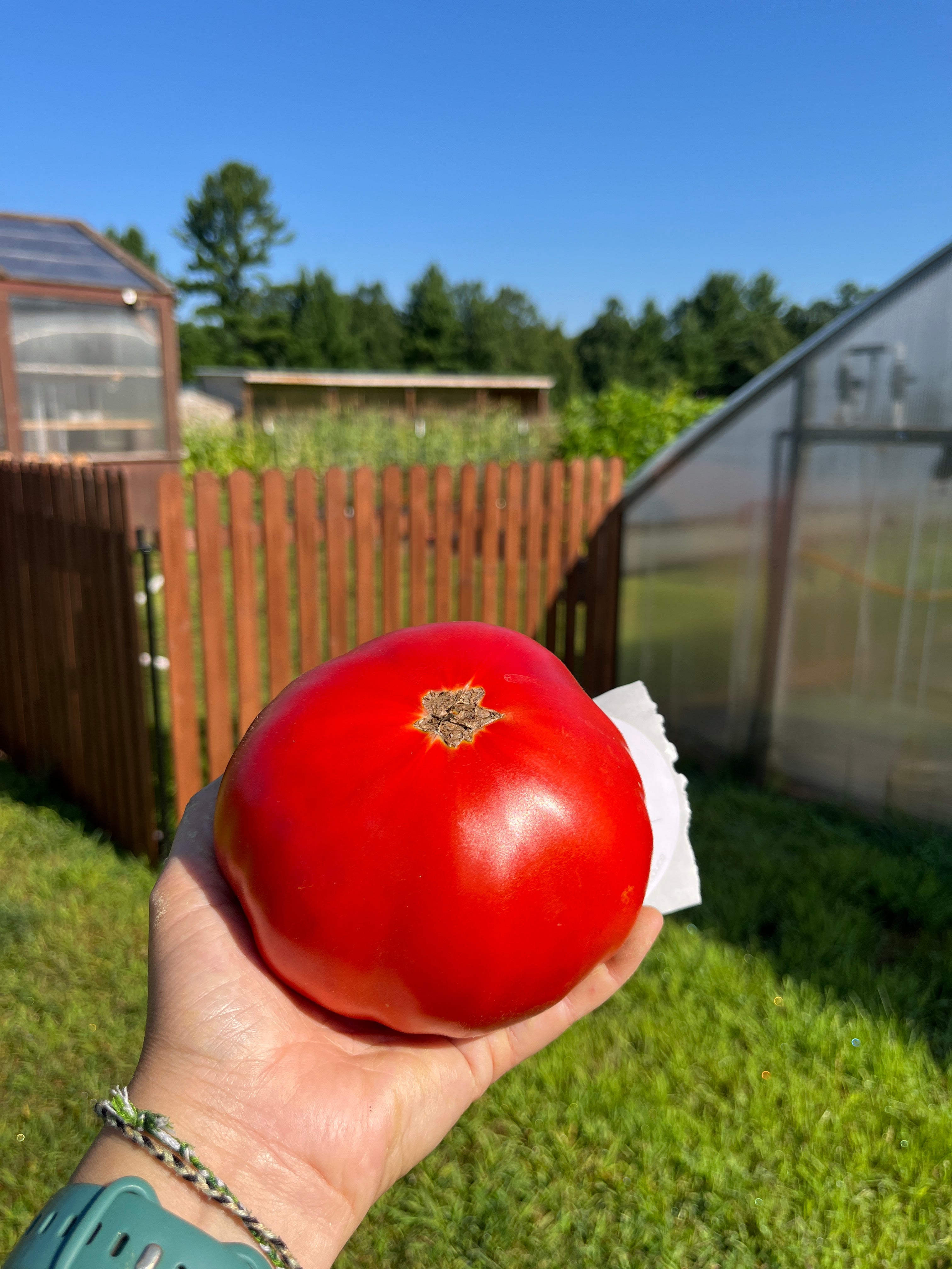 Andrew Rahart's Jumbo, Tomato