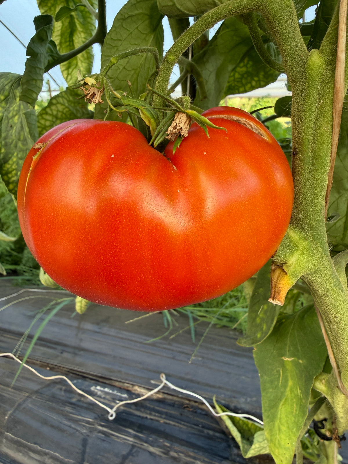 Bacon, Lettuce & This, Tomato