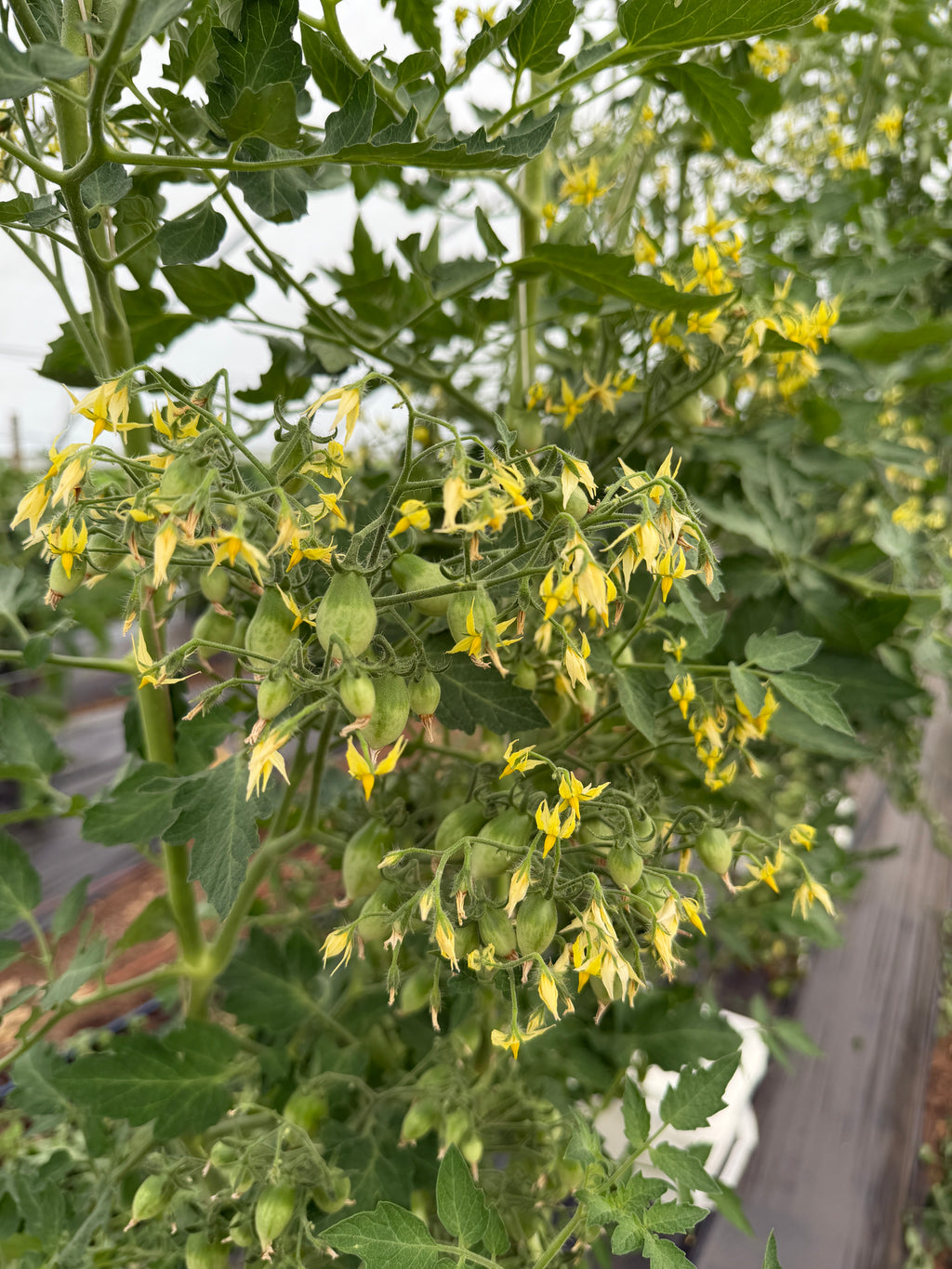Barry's Crazy Cherry, Tomato