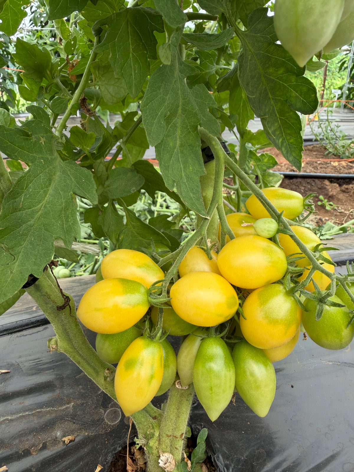 Barry's Crazy Cherry, Tomato