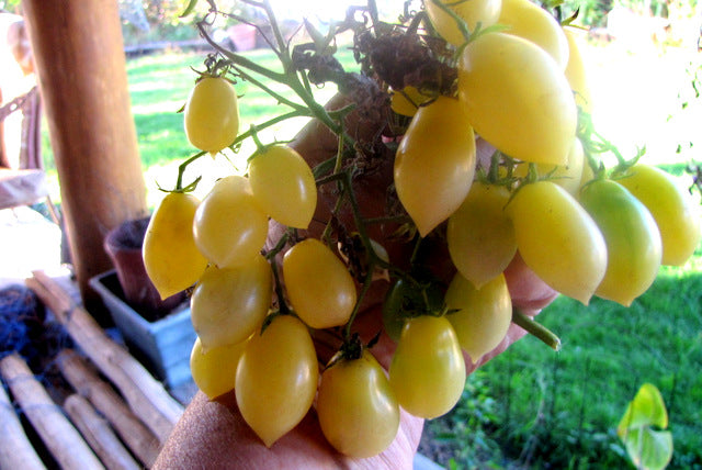 Barry's Crazy Cherry, Tomato