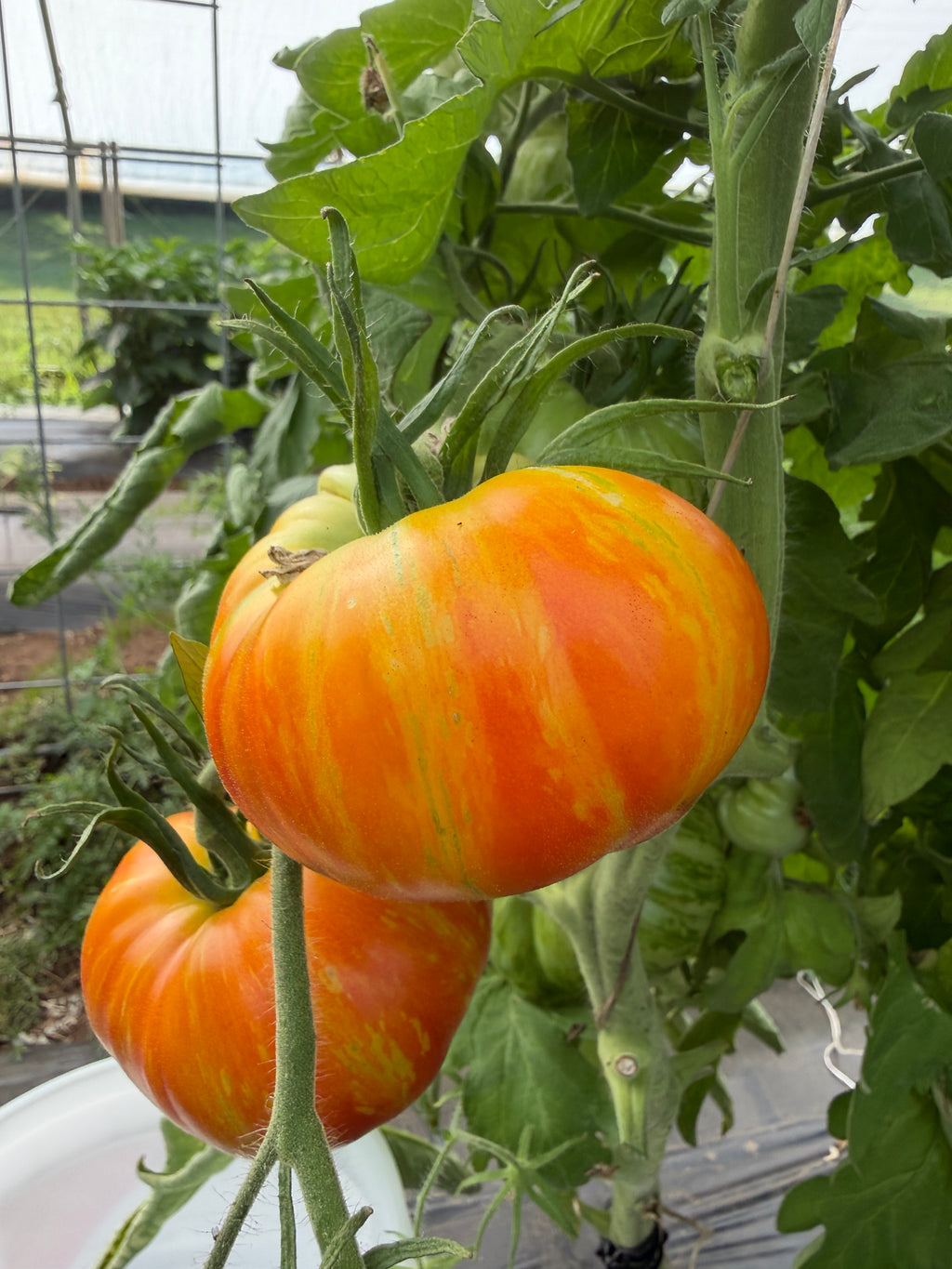 Beauty King, Tomato