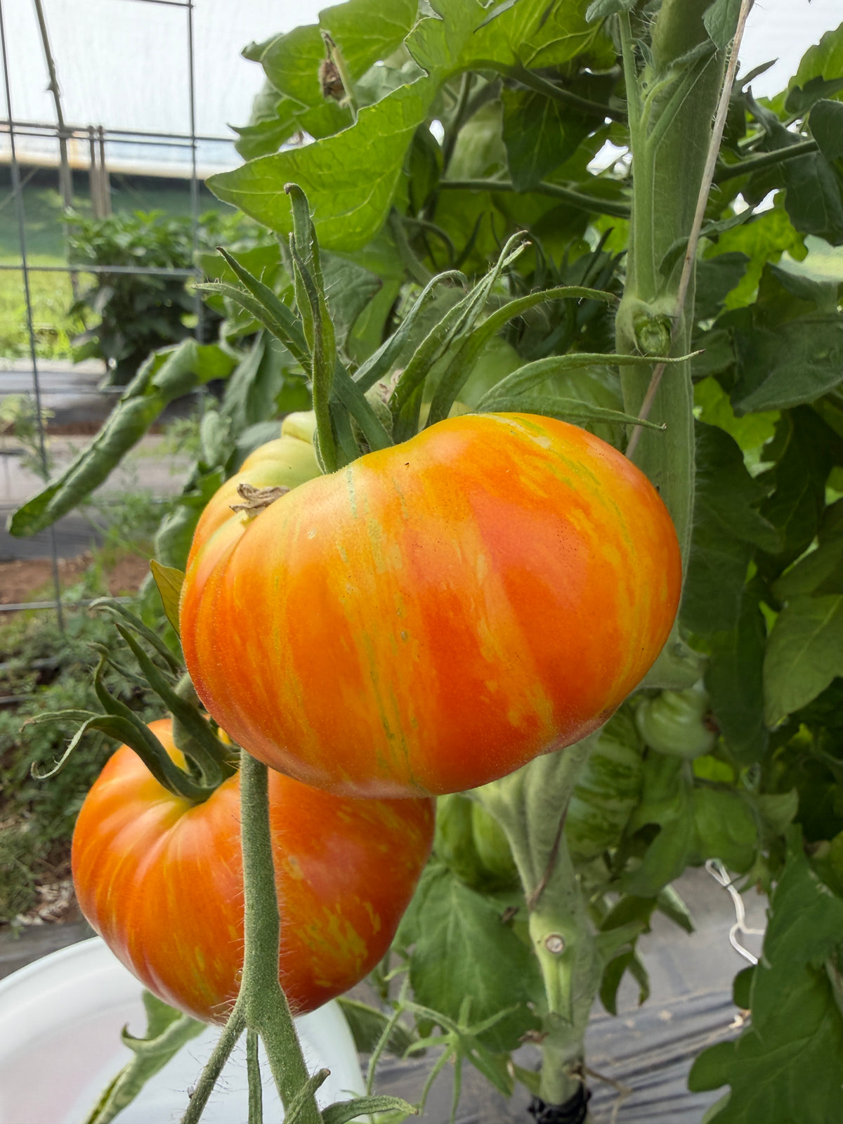 Beauty King, Tomato