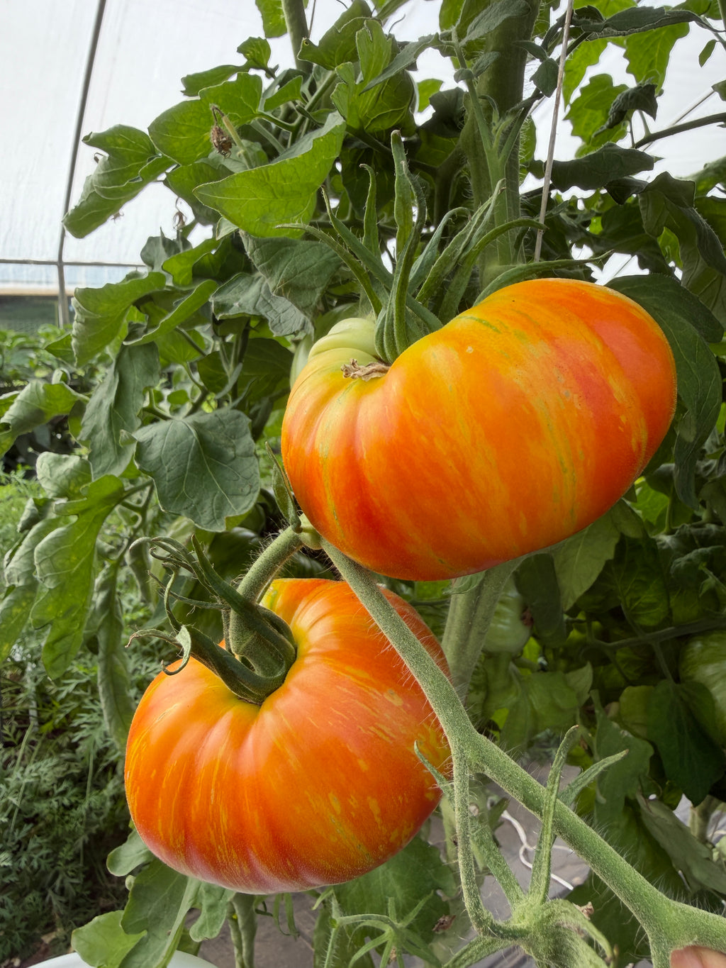 Beauty King, Tomato