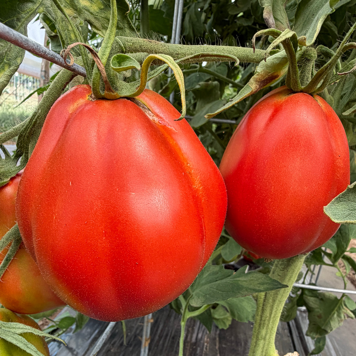 Belmonte Pear, Tomato