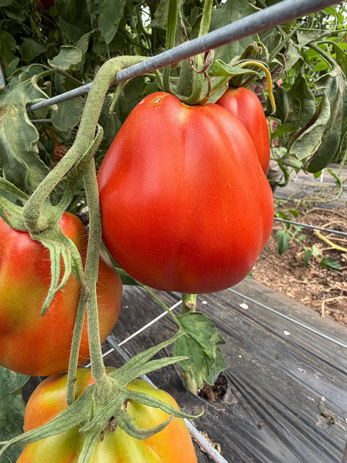 Belmonte Pear, Tomato